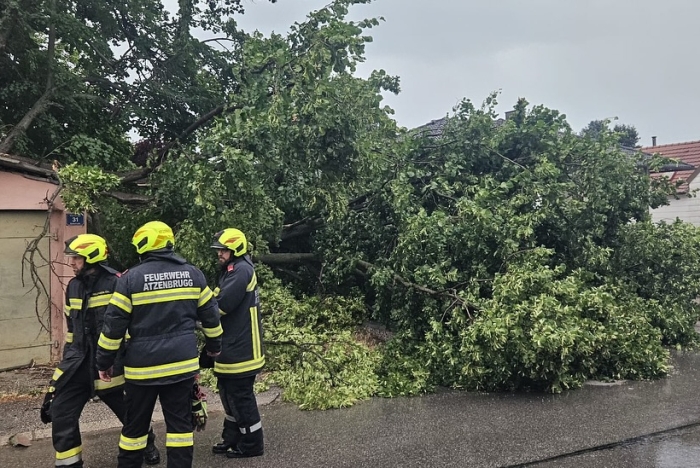 aa_TE_Baum_Bahnstrasse_20250706.jpg